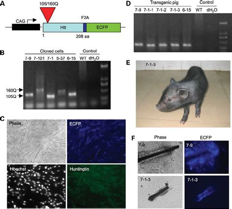 generation of cloned transgenic pics omega|cloned transgenic pig foods.